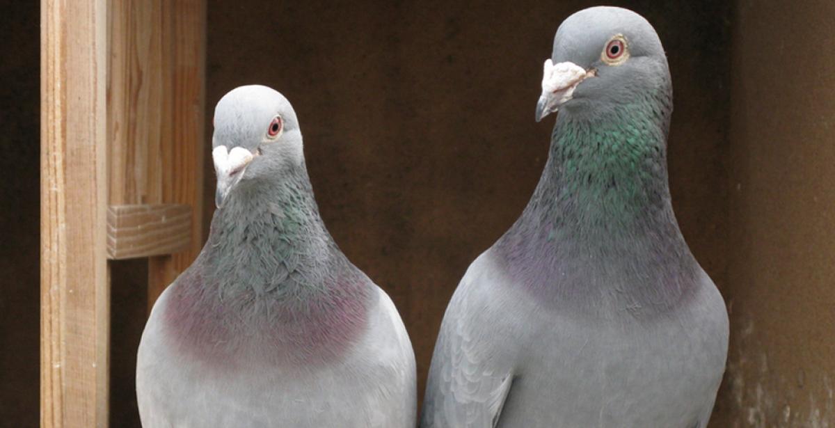 What humans and homing pigeons have in common