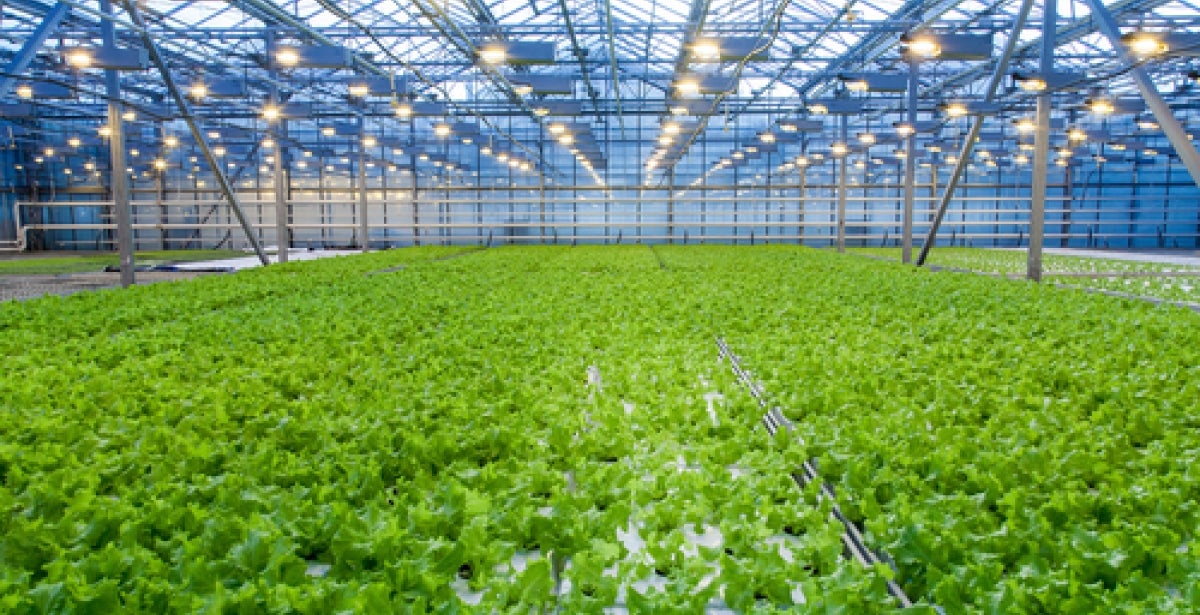 The Role of Engineers and Lean Manufacturing in Greenhouses blog header