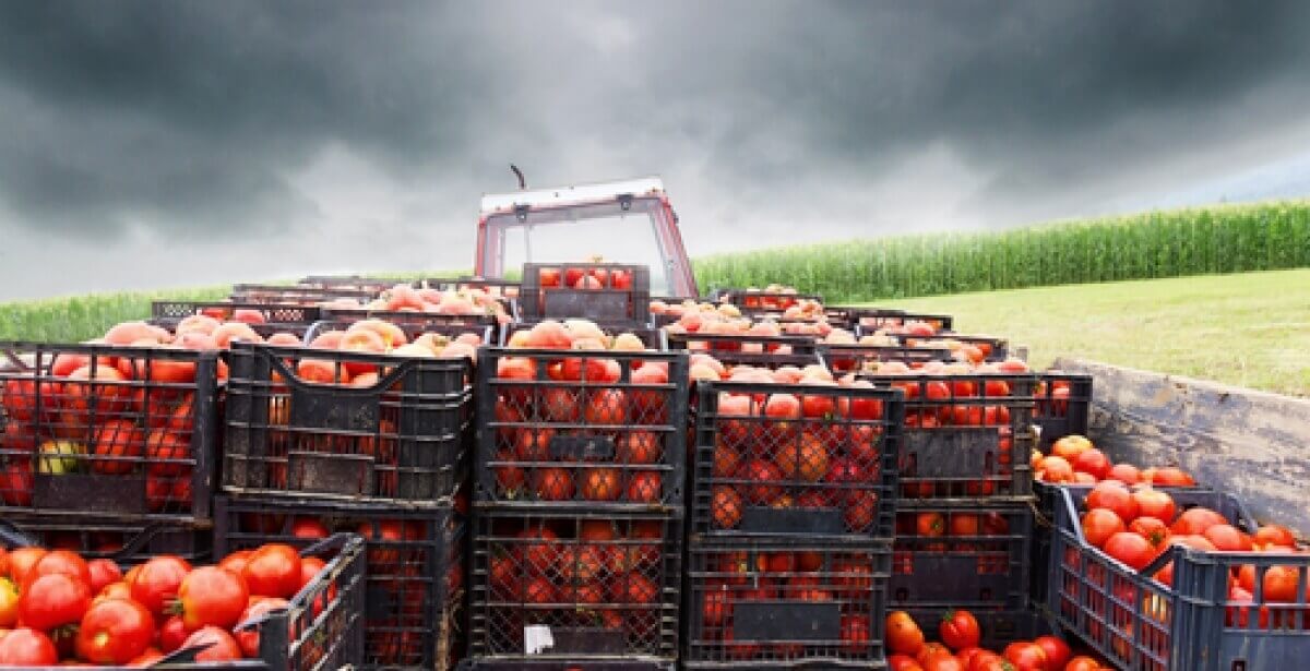 Supply Chain Challenges of Organic Food blog header